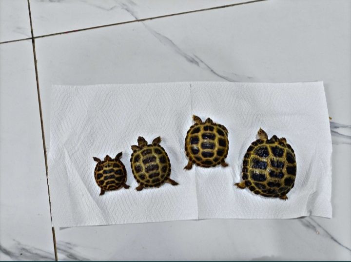 Продается Черепаха!