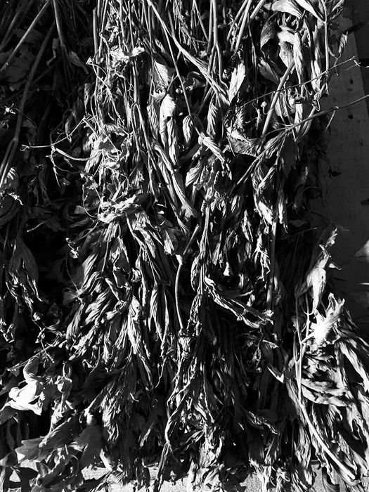 Leustean uscat foarte aromat