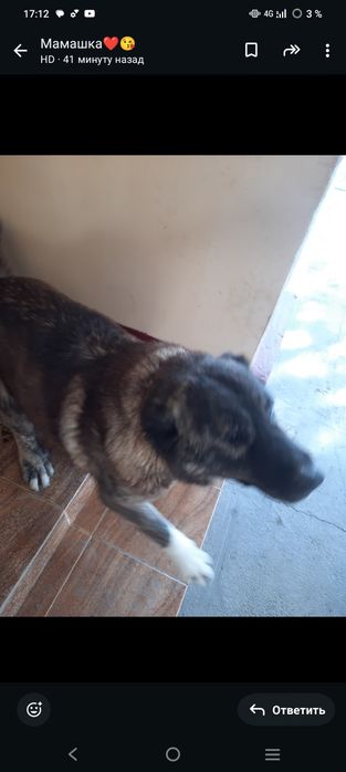 Собака собачка алабай