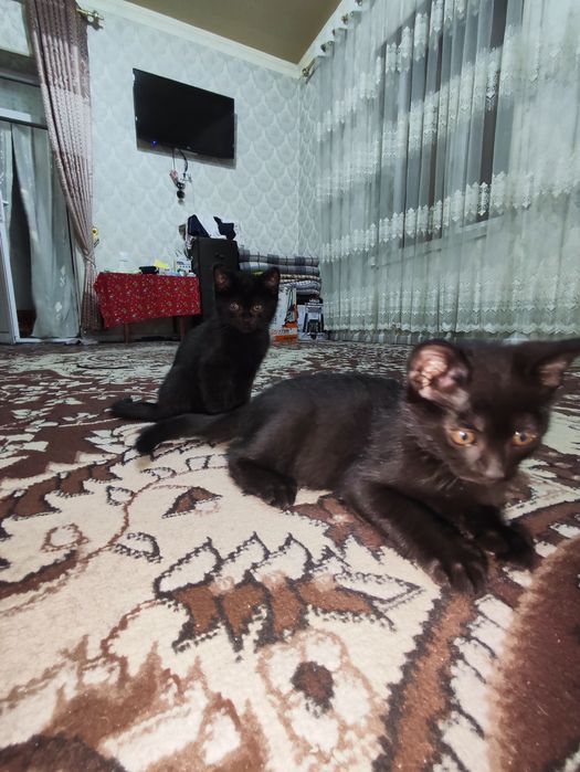Котят бесплатно отдам
