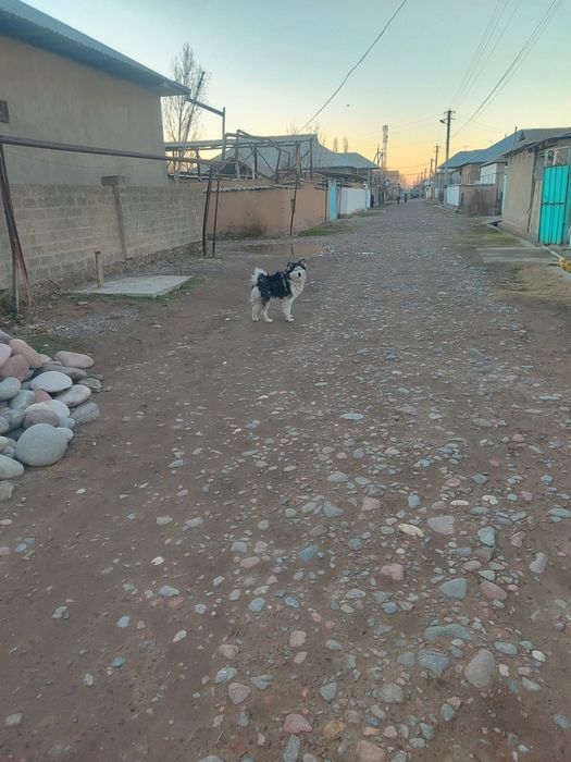 Кучук сотилади..