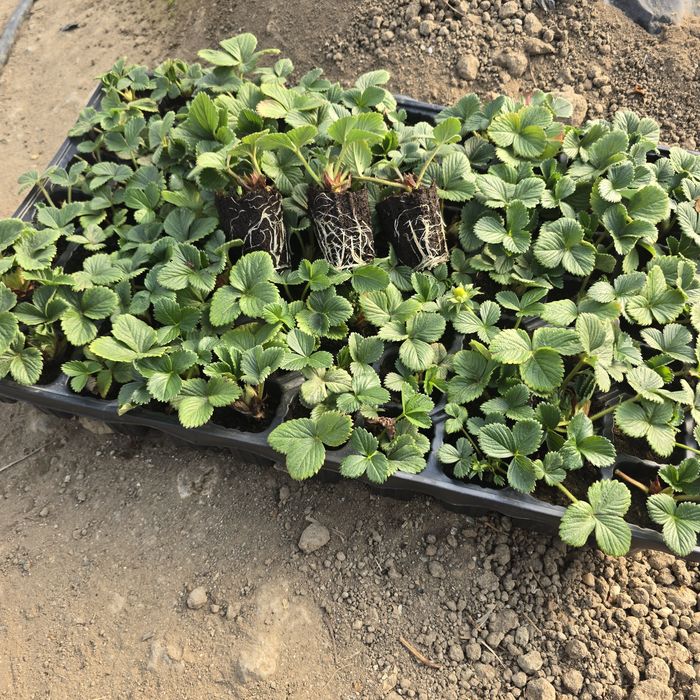 Разсад целогодишни ягоди