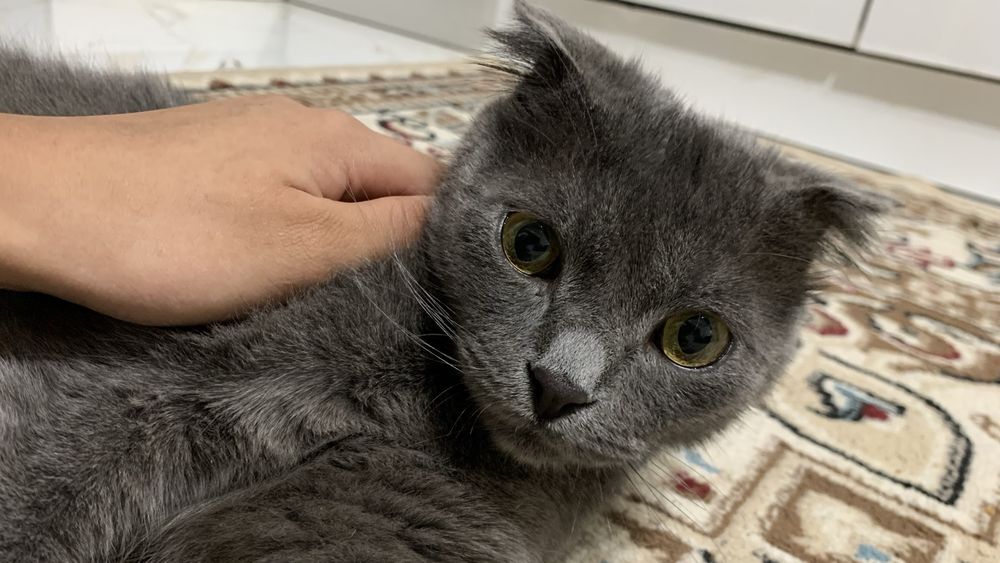 кот британски смешаный с шотланским