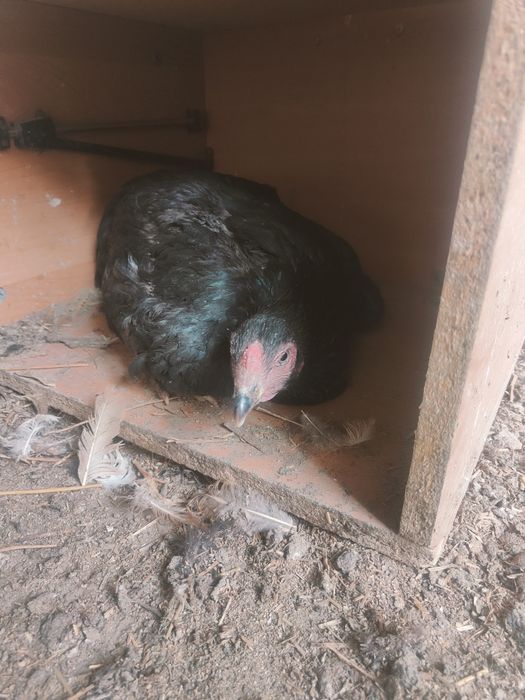 Дакан мекиен срочно