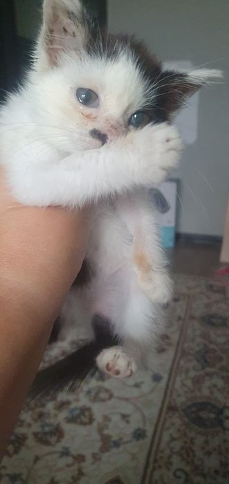 Ищем домик для котейки