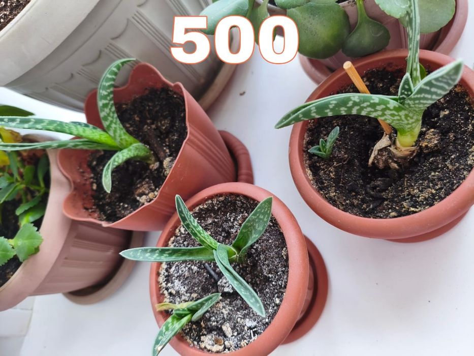 Продам цветы комнатные