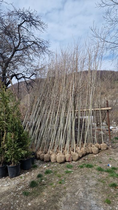 Platan copaci ornamentali