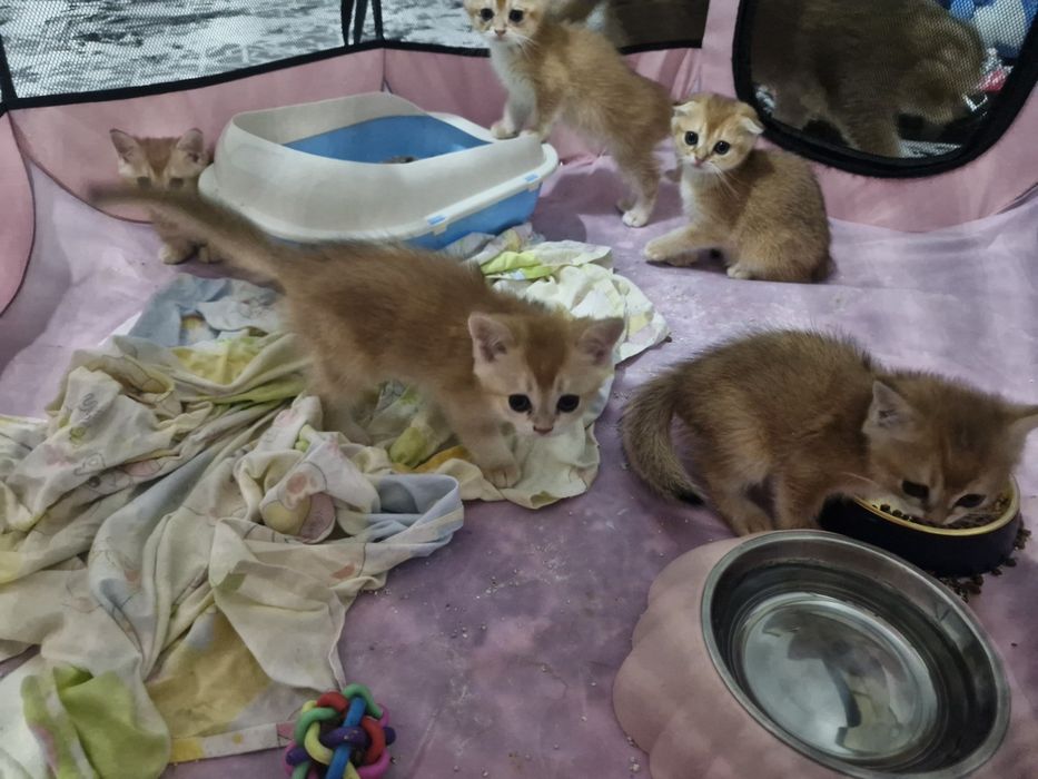 Срочно продаю котят и кошек.