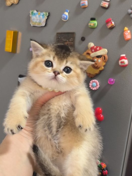 Котята от правильной вязки