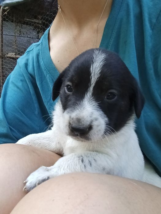 Donez cățeii mici