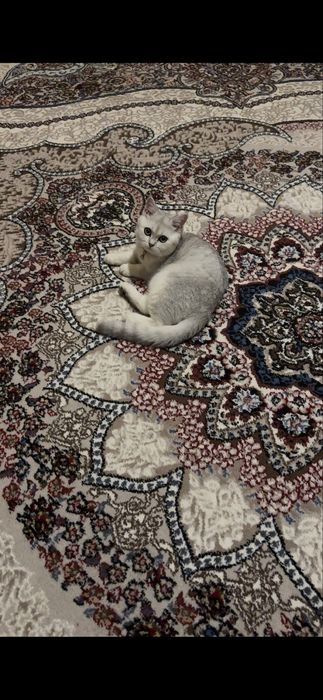 Вязка (кот) нужна кошка !! Срочно