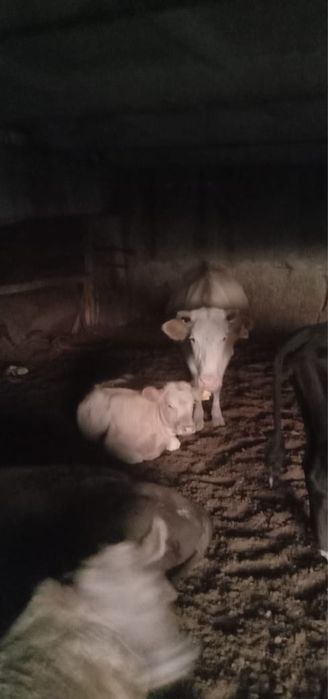 Продается крупный рогатый скот