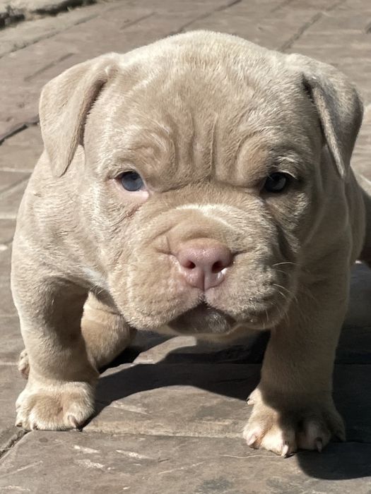 Американский булли