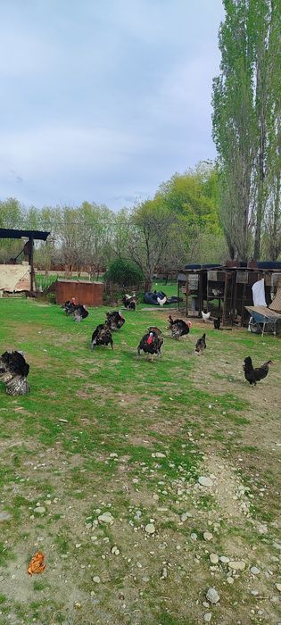 Индюки ( самцы /қораз )