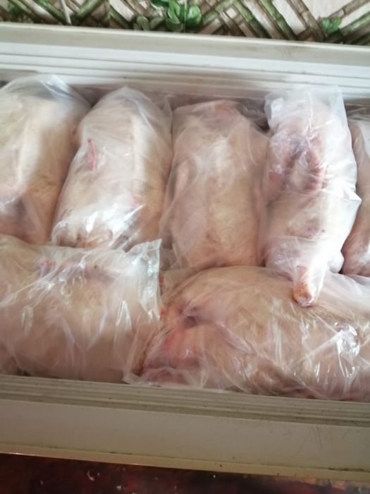 Молодые гуси оптом и в розницу