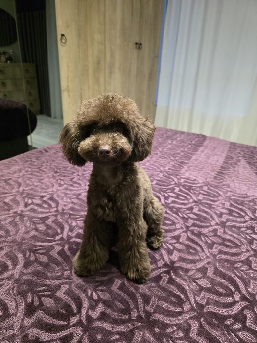 Мини пудел mini pudel