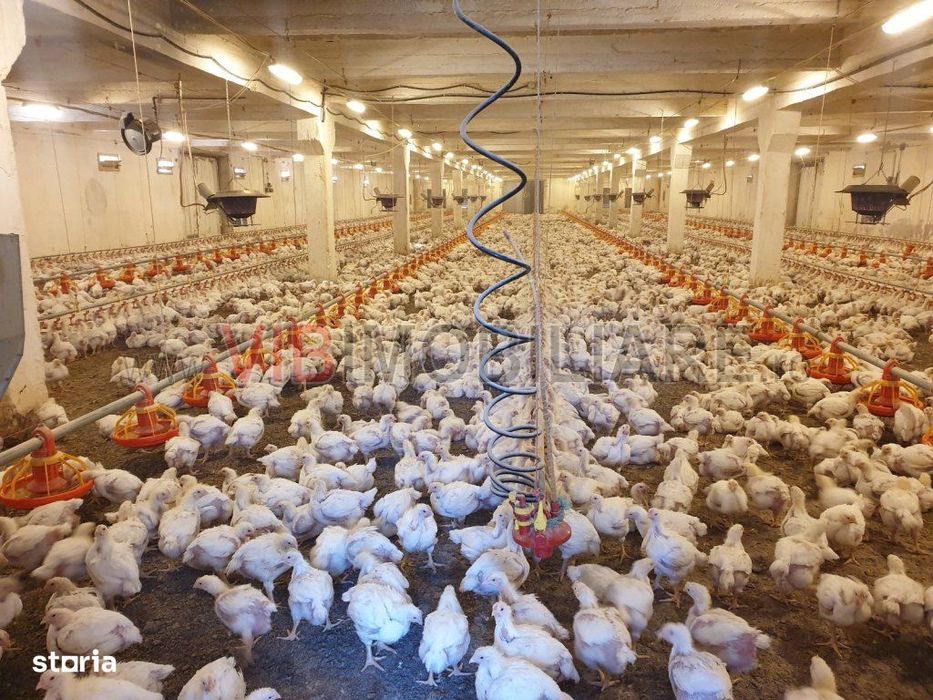 Ferma avicola populata, aparoape de Oradea