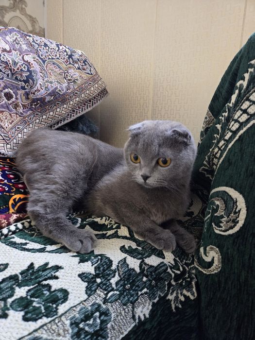 Мушук сотилади. Скоттиш фолд