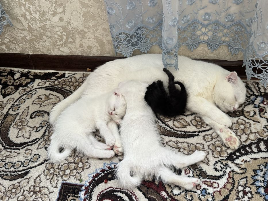 Продается кошка скочи фолд