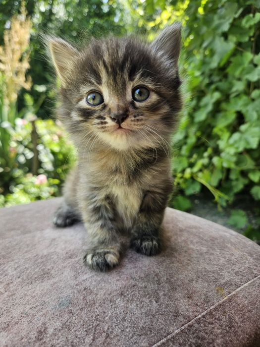 Котенок в хорошие руки