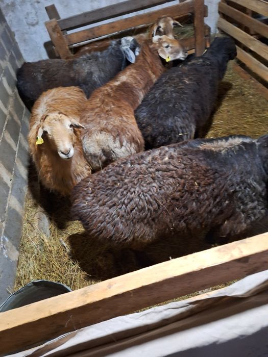 Жирные Бараны продажа в городе!