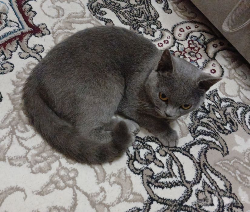 Британский Котик