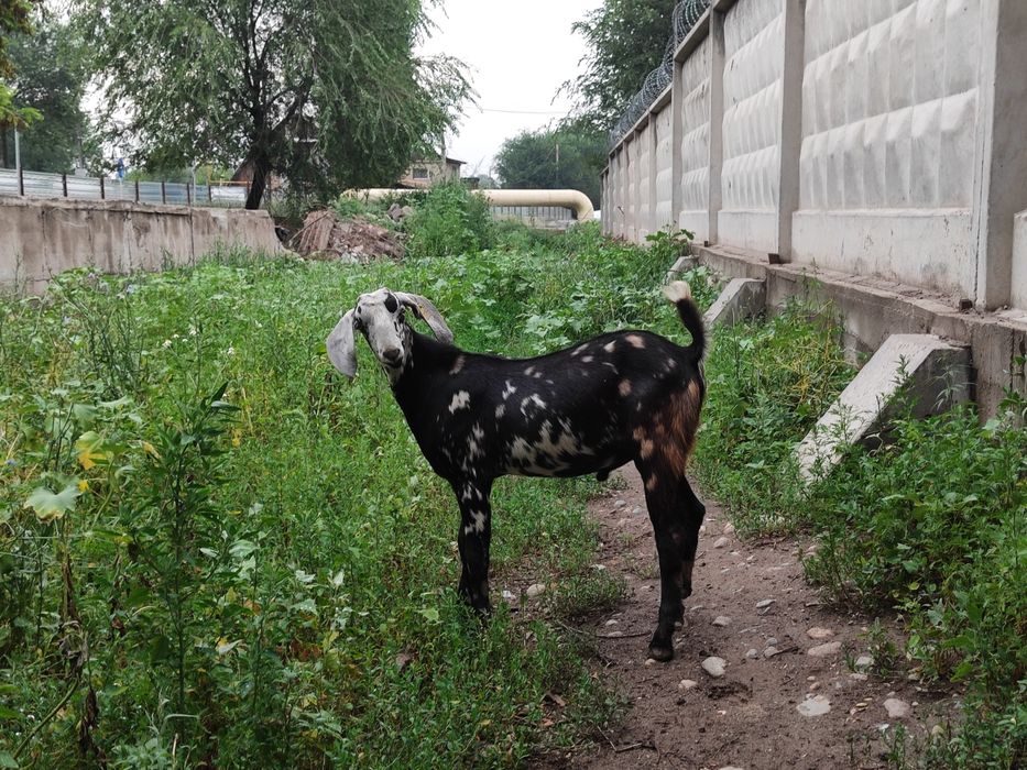 Продам нубийских козлят