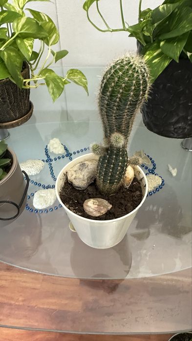 Кактус продается