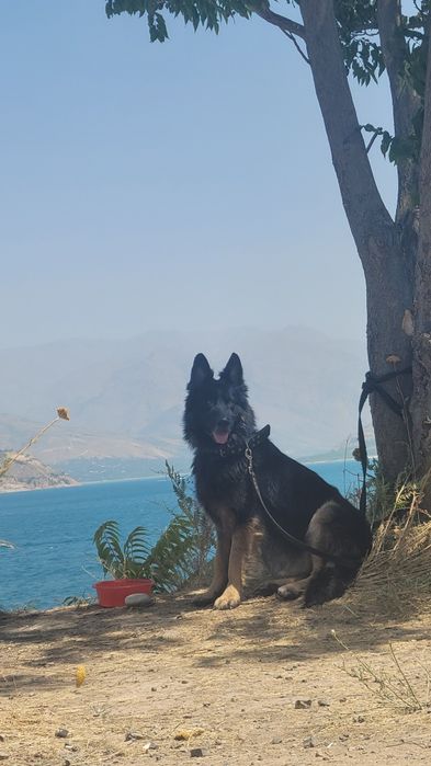 ВЯЗКА Кобель 4 года, холка 70см вес 35кг