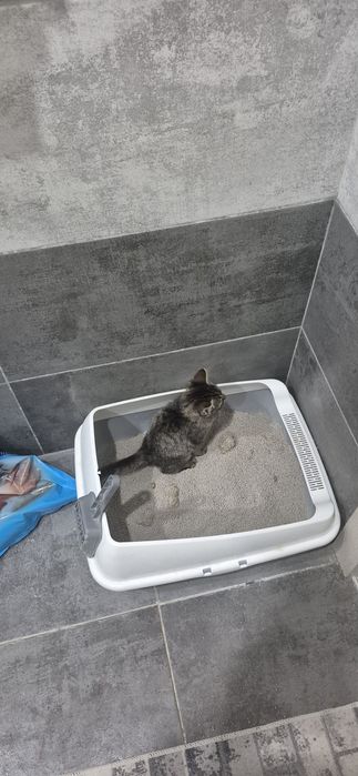 Отдам котенка в добрые руки