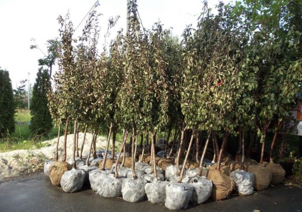 Плодовые дерьевья крупномеры,яблони груши абрикос