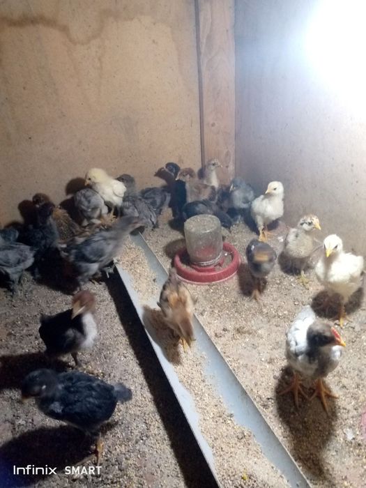 Jojalar sotiladi 1oylik 2oylik