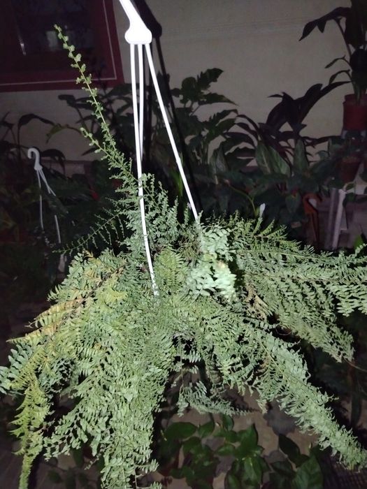 Комнатные цветы, растения, гул, гуллар, gul
