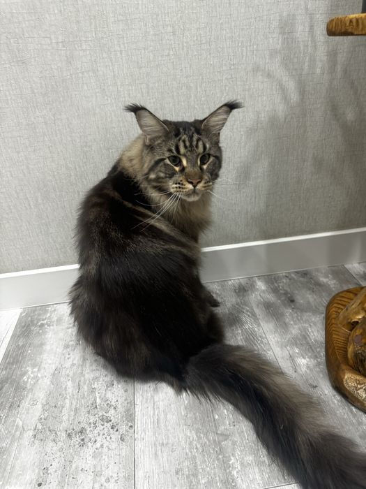 Отдадим кота продистого