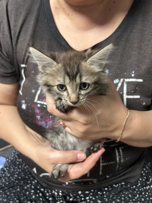 Вислоухие котята