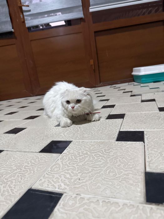 Erining oldida aldagan xotinning pornosi