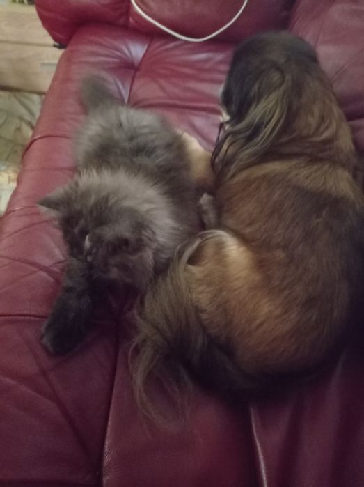 Мъжко персийско коте продавам