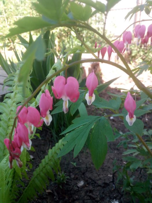 Продам все для сада цветы,ягоду,деревья