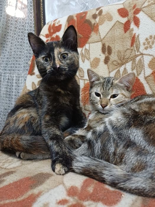 Котята бесплатно!