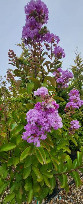 Liliac indian purple