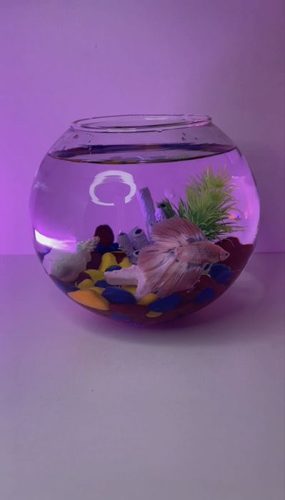 Аквариумные рыбки петушки