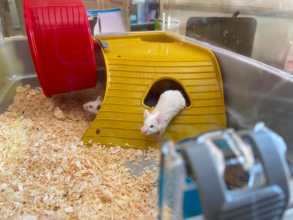 Donez șoricei adorabili!