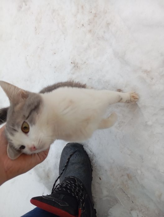 Отдам котенка милый