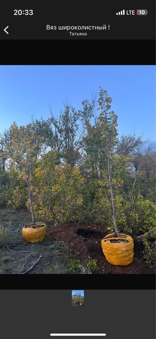 Саженцы береза кустаринки