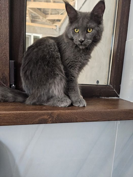 Кот и кошка мейнкуны