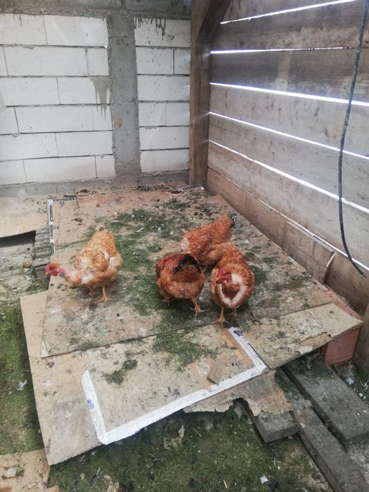 Vand oua gaini de rasa golas de transilvania Mari (nu pitici) pentru incubator incubat oua de casa de gaina