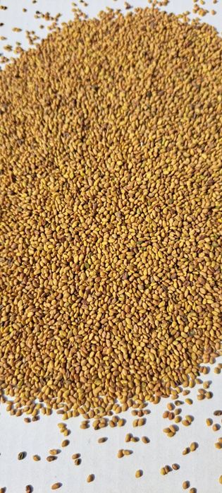 Samanta Lucerna Selectată si Descuscutata recolta 2025