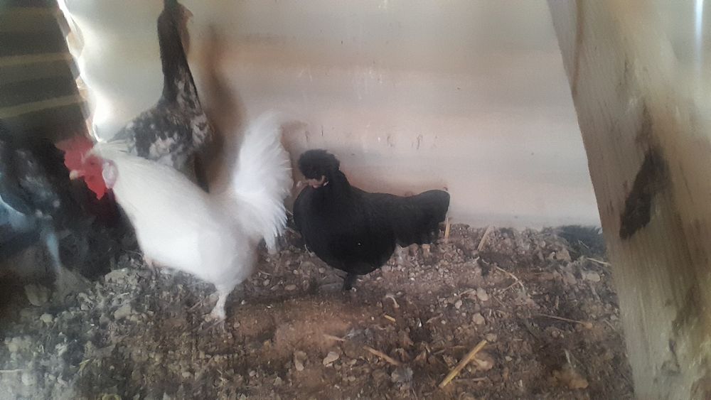 Тауықтар сатылады