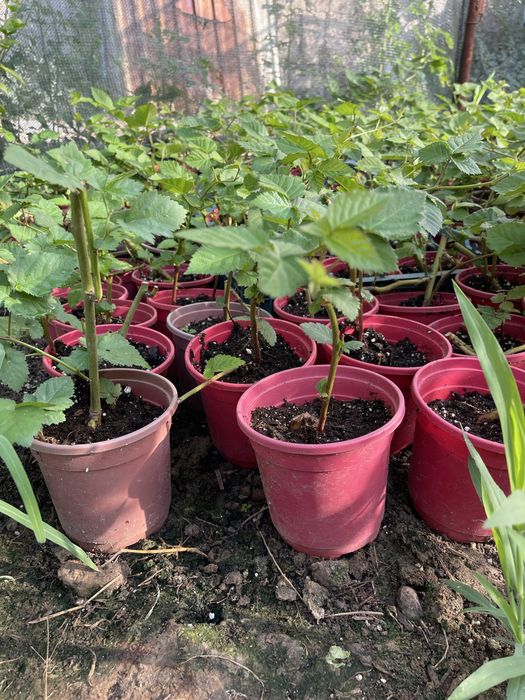 Саженцы качество сто процентов