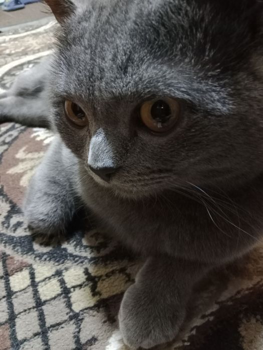 Вязка кошек мальчик